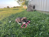 Alexis, a female Border Collie and Akita for sale in Flat Rock, IN – 4 of 6