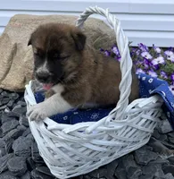 Belle, a female Border Collie and Akita for sale in Flat Rock, IN – 5 of 6