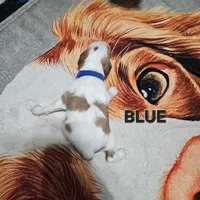 Blue, a male Brittany for sale in Lowden, IA – 2 of 2
