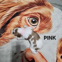 Pink, a female Brittany for sale in Lowden, IA – 2 of 2