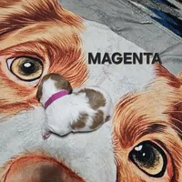 Magenta, a female Brittany for sale in Lowden, IA – 2 of 2