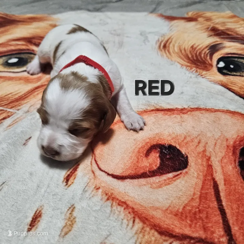 Red – Brittany puppy for sale in Lowden, IA