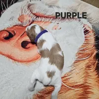 Purple, a female Brittany for sale in Lowden, IA – 2 of 2