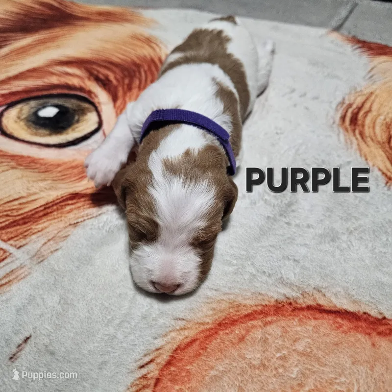 Purple – Brittany puppy for sale in Lowden, IA