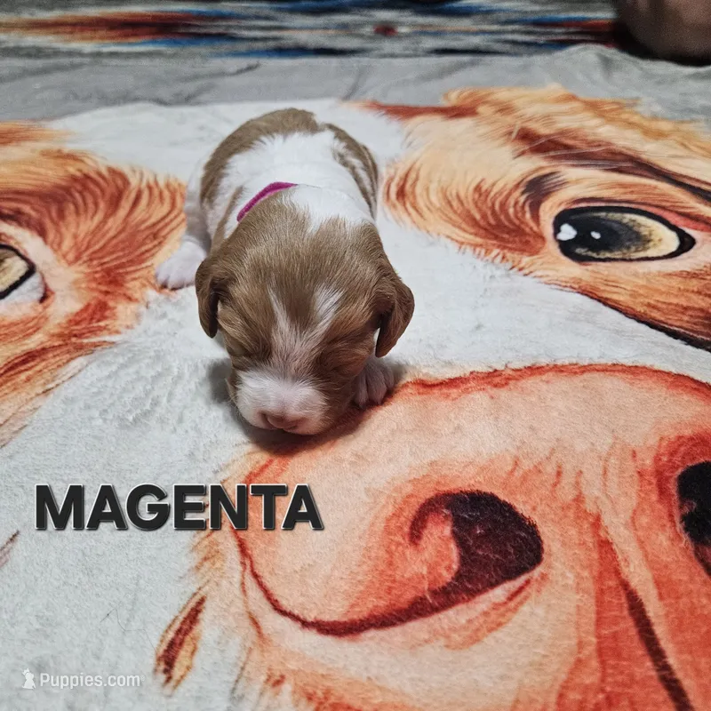 Magenta – Brittany puppy for sale in Lowden, IA