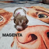 Magenta, a female Brittany for sale in Lowden, IA – 1 of 2
