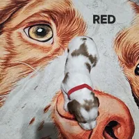 Red, a female Brittany for sale in Lowden, IA – 2 of 2