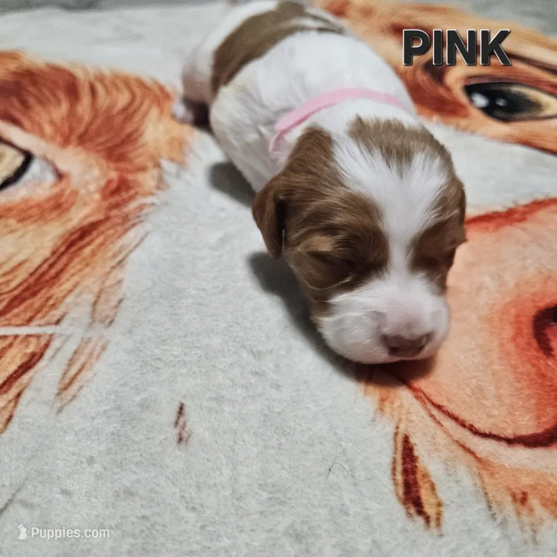 Pink – Brittany puppy for sale in Lowden, IA