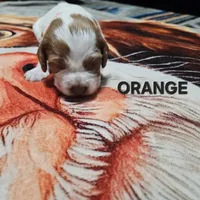 Orange, a female Brittany for sale in Lowden, IA – 1 of 2
