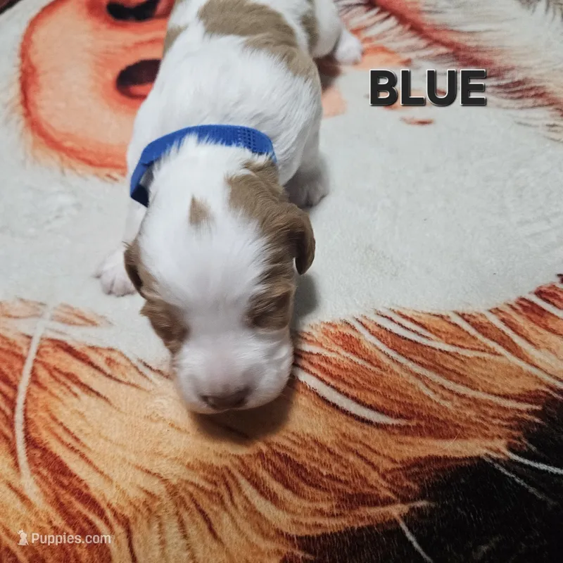 Blue – Brittany puppy for sale in Lowden, IA