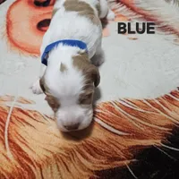 Blue, a male Brittany for sale in Lowden, IA – 1 of 2
