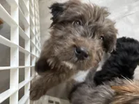 Cookie, a female Chinese Shar-Pei and Miniature Bernedoodle for sale in Harper Woods, MI – Photo 3 of 4