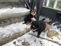 Boss, a male Chinese Shar-Pei and Bernedoodle for sale in Harper Woods, MI – Photo 5 of 6