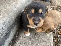 Boss, a male Chinese Shar-Pei and Bernedoodle for sale in Harper Woods, MI – Photo 6 of 6