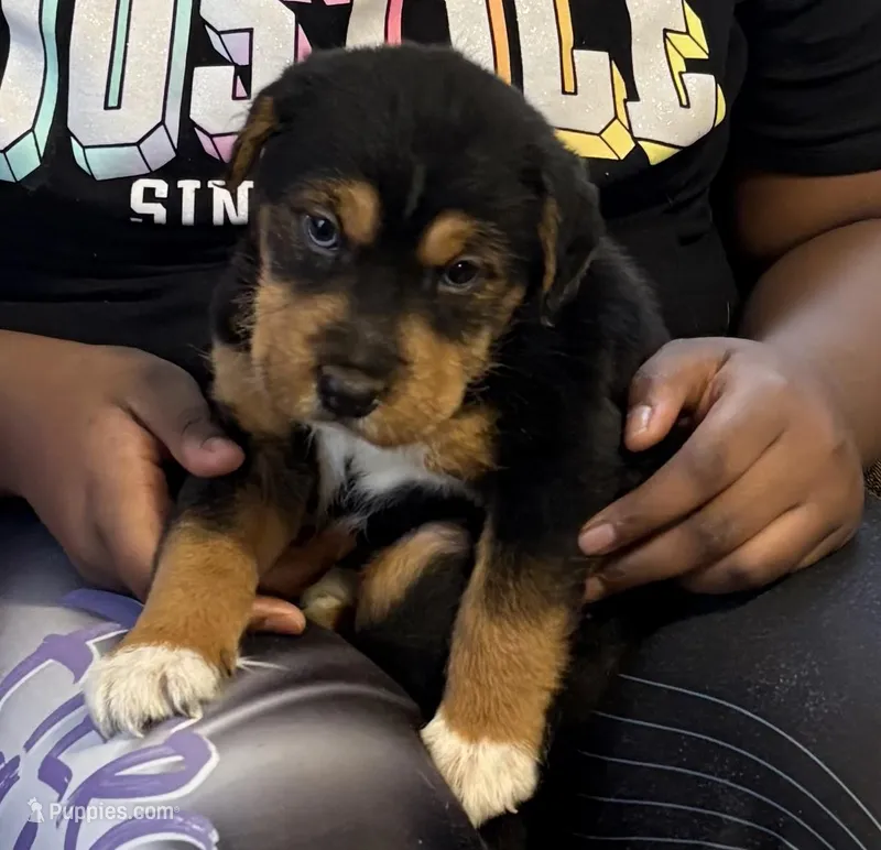 Boss, a male Chinese Shar-Pei and Bernedoodle for sale in Harper Woods, MI – Photo 1 of 6