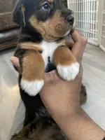 Boss, a male Chinese Shar-Pei and Bernedoodle for sale in Harper Woods, MI – Photo 4 of 6