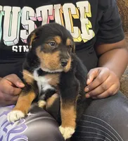 Boss, a male Chinese Shar-Pei and Bernedoodle for sale in Harper Woods, MI – Photo 3 of 6