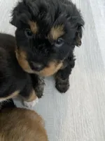 Bear, a male Chinese Shar-Pei and Bernedoodle for sale in Harper Woods, MI – Photo 7 of 7