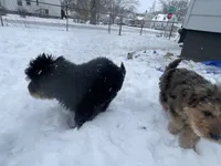 Bear, a male Chinese Shar-Pei and Bernedoodle for sale in Harper Woods, MI – Photo 4 of 7