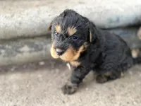 Bear, a male Chinese Shar-Pei and Bernedoodle for sale in Harper Woods, MI – Photo 5 of 7