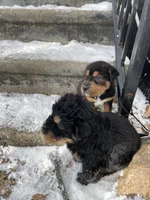 Bear, a male Chinese Shar-Pei and Bernedoodle for sale in Harper Woods, MI – Photo 6 of 7
