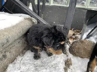 Bear, a male Chinese Shar-Pei and Bernedoodle for sale in Harper Woods, MI – Photo 3 of 7