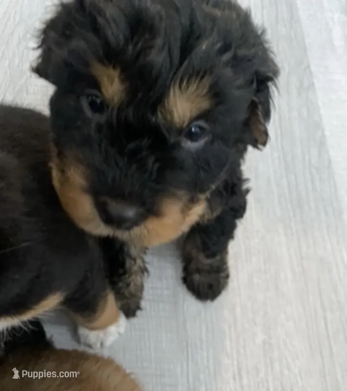 Bear, a male Chinese Shar-Pei and Bernedoodle for sale in Harper Woods, MI – Photo 1 of 7