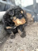 Bear, a male Chinese Shar-Pei and Bernedoodle for sale in Harper Woods, MI – Photo 2 of 7