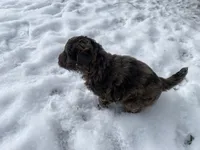 Cookie, a female Chinese Shar-Pei and Bernedoodle for sale in Harper Woods, MI – Photo 4 of 9