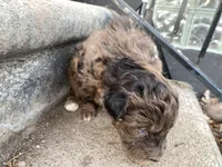 Cookie, a female Chinese Shar-Pei and Bernedoodle for sale in Harper Woods, MI – Photo 7 of 9