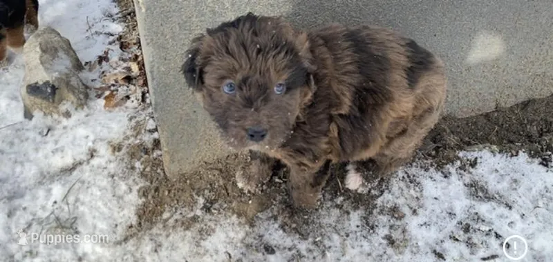 Cookie, a female Chinese Shar-Pei and Bernedoodle for sale in Harper Woods, MI – Photo 1 of 9