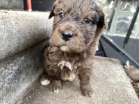 Cookie, a female Chinese Shar-Pei and Bernedoodle for sale in Harper Woods, MI – Photo 6 of 9