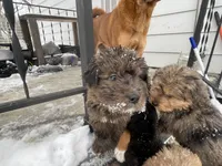 Cookie, a female Chinese Shar-Pei and Bernedoodle for sale in Harper Woods, MI – Photo 9 of 9