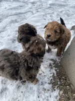 Cookie, a female Chinese Shar-Pei and Bernedoodle for sale in Harper Woods, MI – Photo 8 of 9
