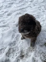 Cookie, a female Chinese Shar-Pei and Bernedoodle for sale in Harper Woods, MI – Photo 5 of 9
