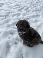 Cookie, a female Chinese Shar-Pei and Bernedoodle for sale in Harper Woods, MI – Photo 2 of 9
