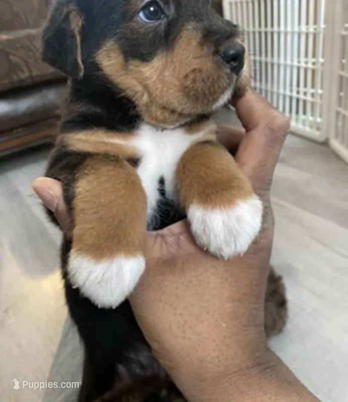 Boss, a male Chinese Shar-Pei and Miniature Bernedoodle for sale in Harper Woods, MI – Photo 1 of 5