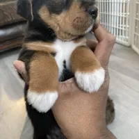 Boss, a male Poodle - Multi-Colored Standard and Bernedoodle for sale in Harper Woods, MI – Photo 3 of 5