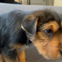 Boss, a male Poodle - Multi-Colored Standard and Bernedoodle for sale in Harper Woods, MI – Photo 4 of 5