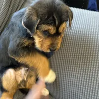 Boss, a male Poodle - Multi-Colored Standard and Bernedoodle for sale in Harper Woods, MI – Photo 5 of 5
