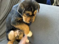 Boss, a male Chinese Shar-Pei and Miniature Bernedoodle for sale in Harper Woods, MI – Photo 4 of 5