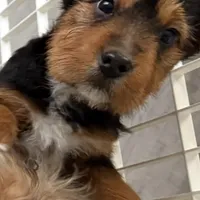 Boss, a male Poodle - Multi-Colored Standard and Bernedoodle for sale in Harper Woods, MI – Photo 1 of 5