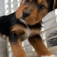 Boss, a male Poodle - Multi-Colored Standard and Bernedoodle for sale in Harper Woods, MI – Photo 2 of 5