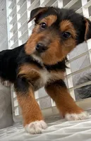 Boss, a male Chinese Shar-Pei and Miniature Bernedoodle for sale in Harper Woods, MI – Photo 2 of 5