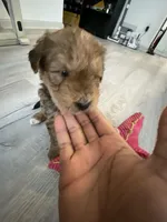 Teddy, a male Chinese Shar-Pei and Bernedoodle for sale in Harper Woods, MI – Photo 3 of 5