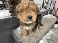 Teddy, a male Chinese Shar-Pei and Bernedoodle for sale in Harper Woods, MI – Photo 1 of 5