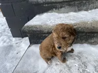 Teddy, a male Chinese Shar-Pei and Bernedoodle for sale in Harper Woods, MI – Photo 5 of 5