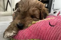 Teddy, a male Chinese Shar-Pei and Bernedoodle for sale in Harper Woods, MI – Photo 2 of 5