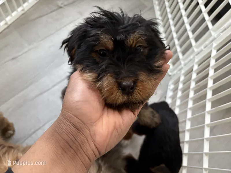 Bear, a male Chinese Shar-Pei and Miniature Bernedoodle for sale in Harper Woods, MI – Photo 1 of 2