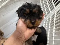 Bear, a male Chinese Shar-Pei and Miniature Bernedoodle for sale in Harper Woods, MI – Photo 1 of 2